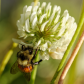 Hunt's Bumble Bee on Clover