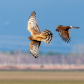  Birds to pray.