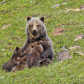 Grizzly bear nursing cubs
