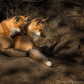 Fox kits waiting for a parent to bring food
