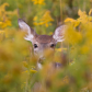 Whitetail deer among the ragweed