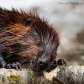 Busy beaver