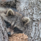 Peekaboo
