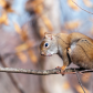 Squirrel scratching itself