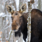 Cow moose in the snow