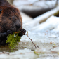 Beaver 