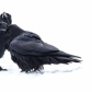Ravens