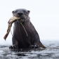 River otter