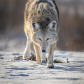 Coyote Stare