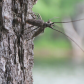 Viciously Fighting for Mating Rites