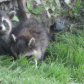Baby raccoons