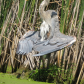 Yoga 101 for Birds: The Cool Down Pose