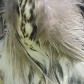 Can You Guess the Bird by the Feathers?