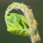 Furry Frond