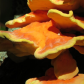 Fungus Cluster