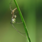 Said the Spider to the Fly….