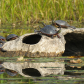 Turtle Jamboree
