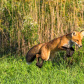 Airborne Hunter