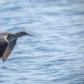 Purple Sandpiper in the air.