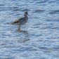 Purple Sandpiper fishing around.