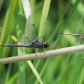 2 Species Together