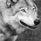 Grey Wolf