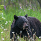 A Bear's Evening Meal