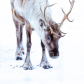 Snow elf