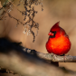 Cardinal Spotlight