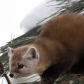 Navigating a Tightrope of Pine Needles