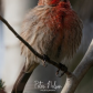 Housefinch