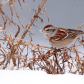 American Tree Sparrow Munching On Seeds