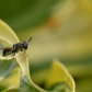 Visiting the Hostas
