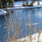 Waiting for spring 