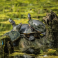 Trio of Turtles