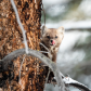 Cute little Pine Marten