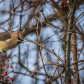 Cedar Waxwing