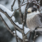 Canada Jay