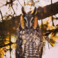 Great Grey Owl