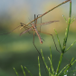 Crane Fly