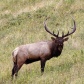 Bugling Bull Elk