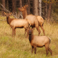 Cow Elk with Calves in Golden Light