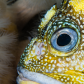 Rockfish Portrait