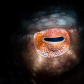 Giant Pacific Eye