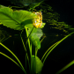 Reflections 