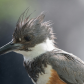 Portrait of a Kingfisher