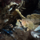 Sailfin