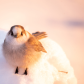 Canada Jay