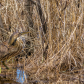 American Bittern on the Hunt