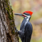 Pileated Woodpecker Probing for Insects